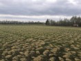 /album/fotogaleria-pieskovanie-travnika/img-20190417-105214-jpg/